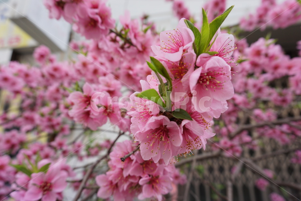 봄,벚꽃,매화꽃,꽃,나무,식물,spring,flower,season,계절,분홍,식물,자연,plants,nature,꽃,flower