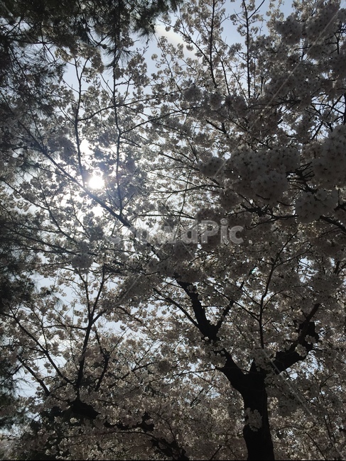벚꽃,벚나무,하늘,구름,햇빛,맑음,파랑,상쾌