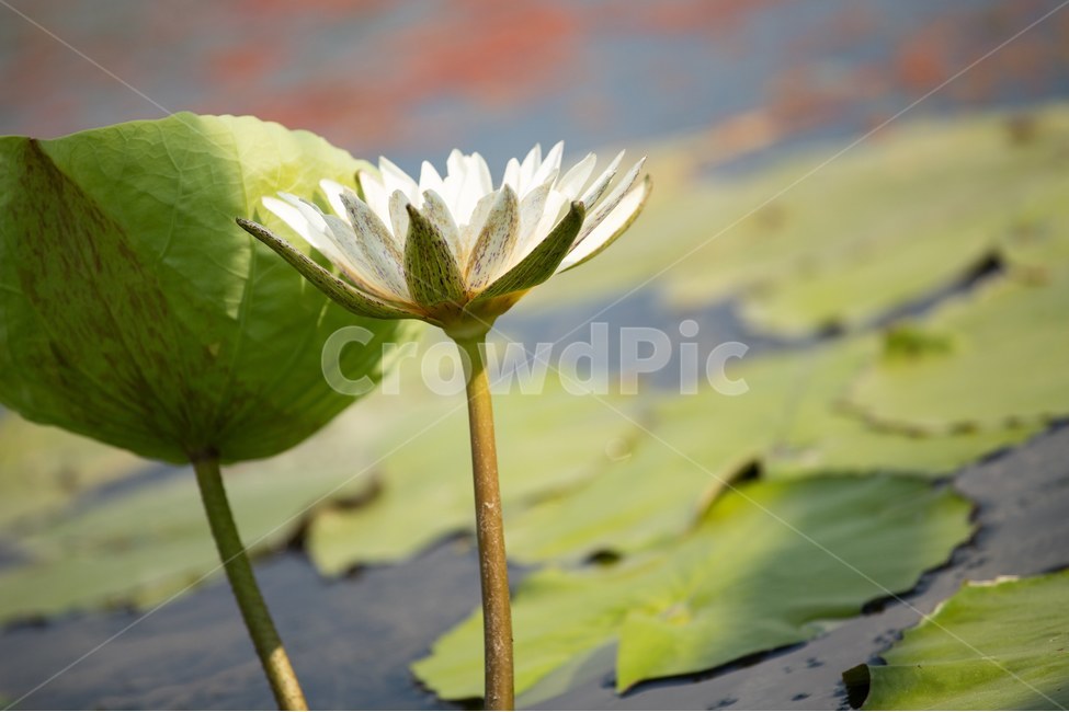 자연,꽃,연꽃,수련,빅토리아,식물,자연,plants,nature,꽃,flower