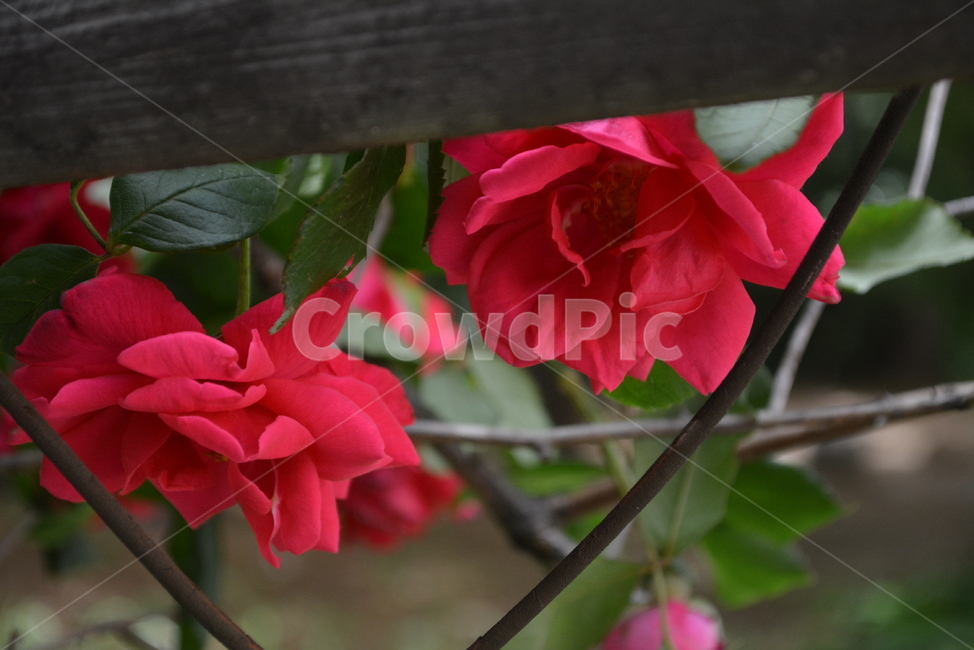 장미,plant,식물,꽃,geranium,blossom,flower,식물,자연,plants,nature,꽃,flower