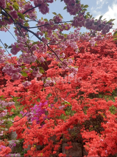 꽃,겹벚꽃,왕벚꽃,철쭉,완산공원,꽃동산