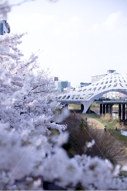 대전,벚꽃,은행동,목척교,봄,봄,계절,spring,season,도시,풍경,city,landscape,한국도시풍경,한국도시경관,korea cityscape,식물,자연,plants,nature,꽃,flower,road,도로