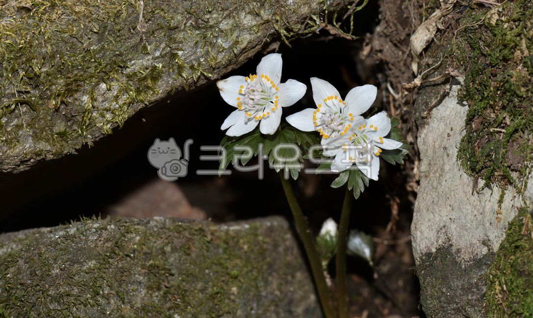 spring,spring flowers,wildflowers,White,rock crevice,wind flower,plant,windflower,weathering,flower