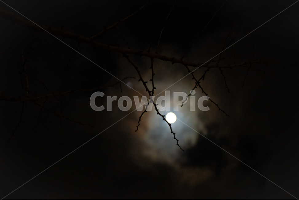 background,black,desolate,branch,calm,cloud,darkness,fear,fullmoon,depression,light,moon,mysterious,night,pitchblack,coarsetexture,silence,sky,twinkling,creepy,suspicious,terriblenightsky,sparse,treesdisappearing,nature,outdoordark,배경,검정색,황량함,나뭇가지,고요함,구름,흐림,어둠,두려움,보름달,우울함,빛,달,달빛,신비함,밤,칠흑같이어두운,거친질감,침묵,하늘,반짝임,섬뜩함,의심,끔찍한밤하늘,희박함,나무,사라짐,자연,옥외,어두운