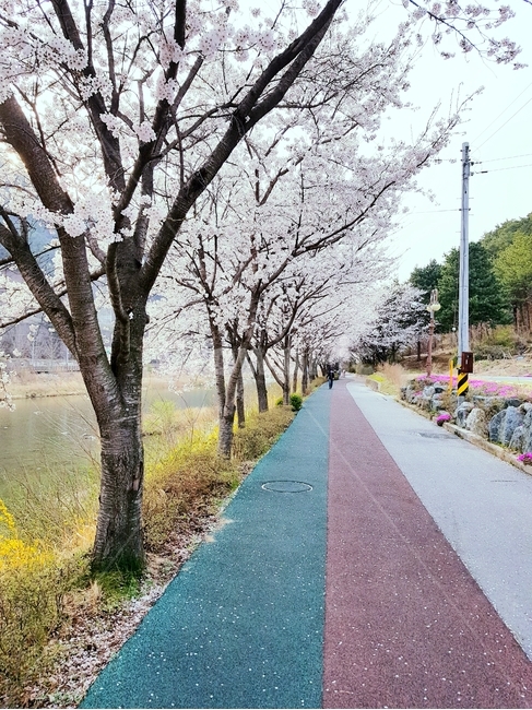 봄,벚꽃,산책로,가로수길,나무,spring,가로수,산책