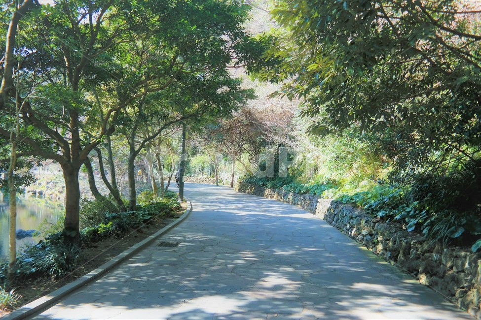 제주도,여름,산책길,올레길,올레6코스,힐링,휴식,걷기,산책,나무,자연,초록,풍경,맑음