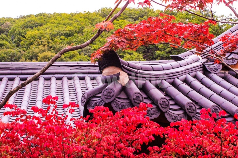 단풍,기와,풍경,산,감성,지붕,나무