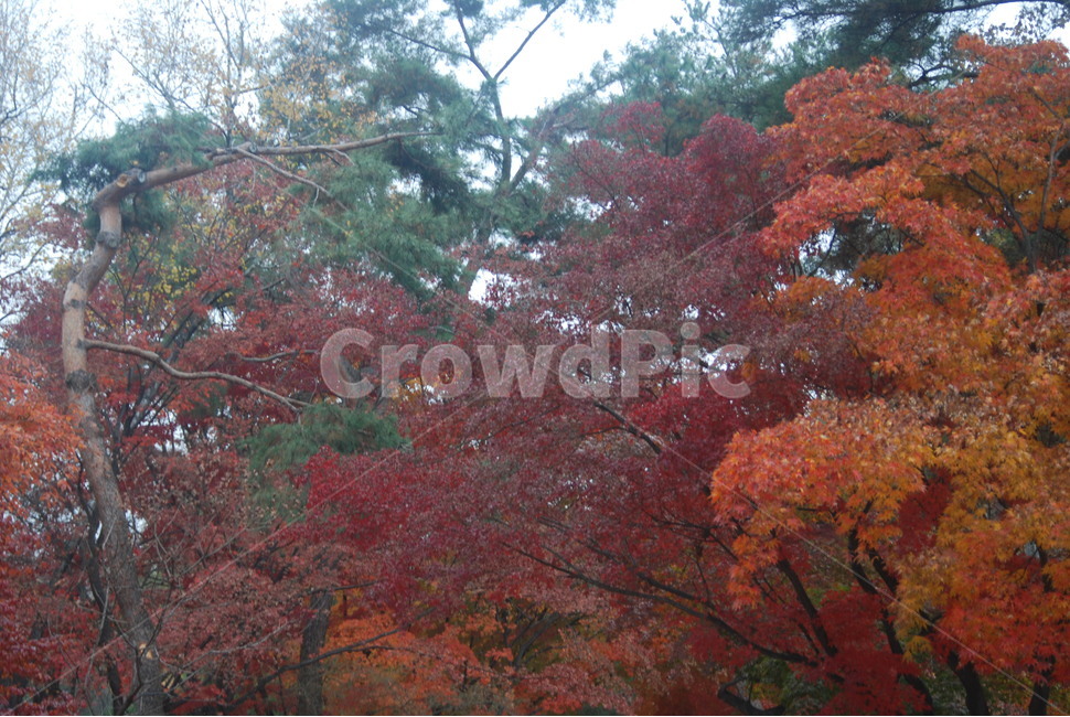 가을풍경,가을단풍,단풍,tree,나무,가을,계절,fall,autumn,season