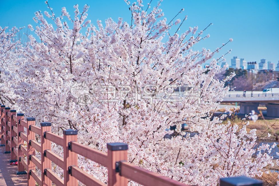 벚꽃,파란하늘,봄꽃,봄,핑크,핑크꽃,감성사진,감성벚꽃,spring,flower,pink,봄식물,식물,꽃,나무,nature