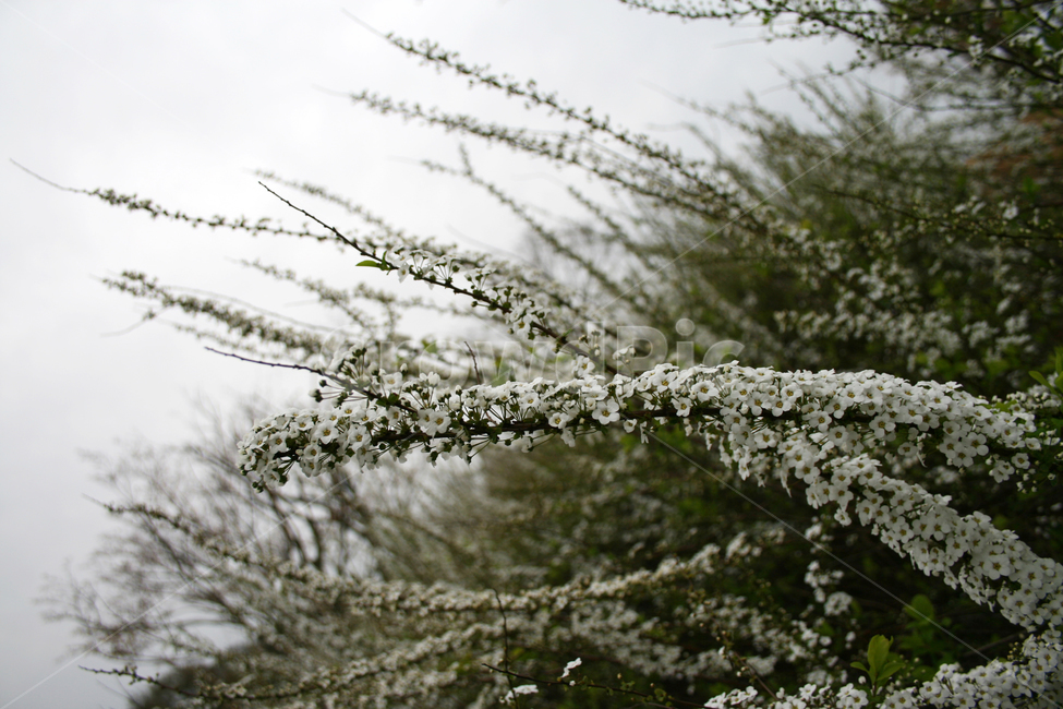 조팝꽃,봄,봄날,감성,spring,flower,풍경,식물,꽃,하얀,흰색,white,봄,계절,spring,season,식물,자연,plants,nature,꽃,flower,plant