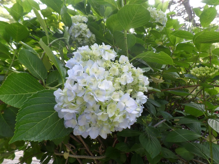 수국,여름꽃,비꽃,부산,태종대