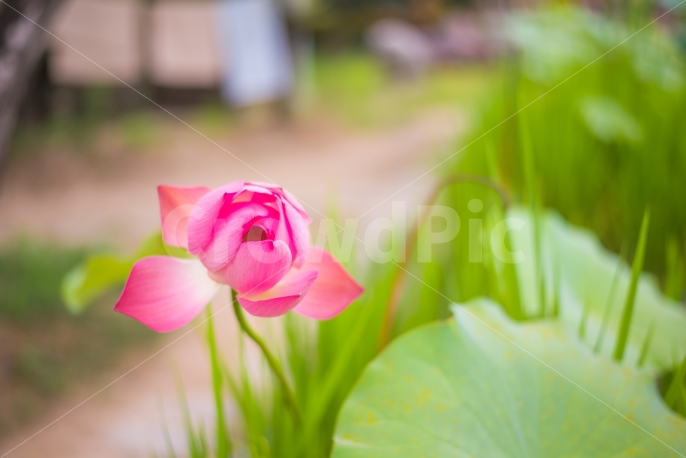 연꽃,꽃봉오리,꽃,가을,풍경,자연,여행,출사,식물,자연,plants,nature,꽃,flower,감성,sensible,feeling