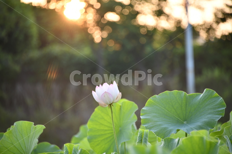 꽃,접사,연꽃밭,식물,자연,plants,nature,flower,분홍색,핑크색,연잎,연꽃