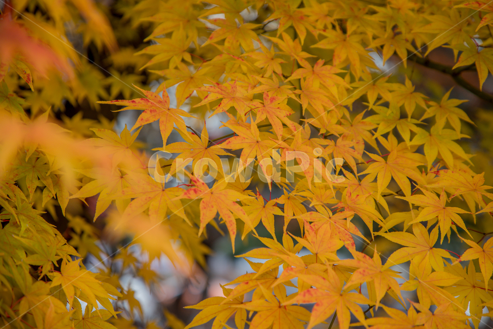 가을,나무,단풍,노랑,물든,가을,계절,fall,autumn,season,leaf,잎,plant,식물,tree