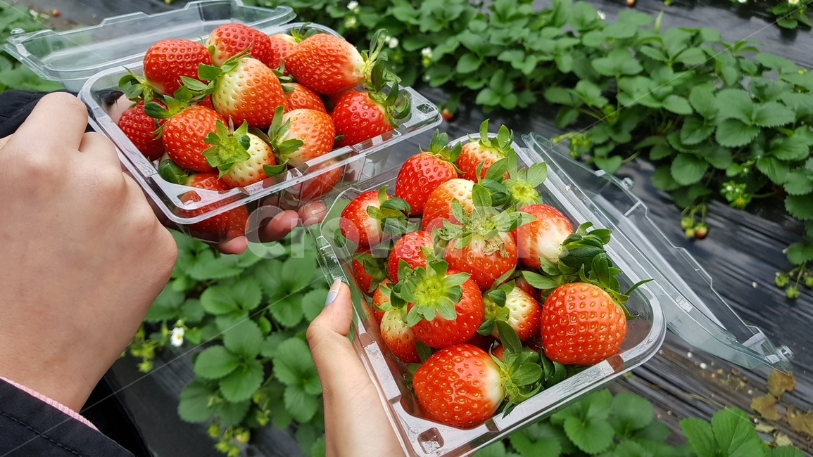 딸기농장,농사,딸기농사,자연,strawberry,딸기,food,음식,plant,인간,human,과일,fruit,식물,person,사람,과일,열매,fruit,농업,농사,agriculture,farming,farming industry