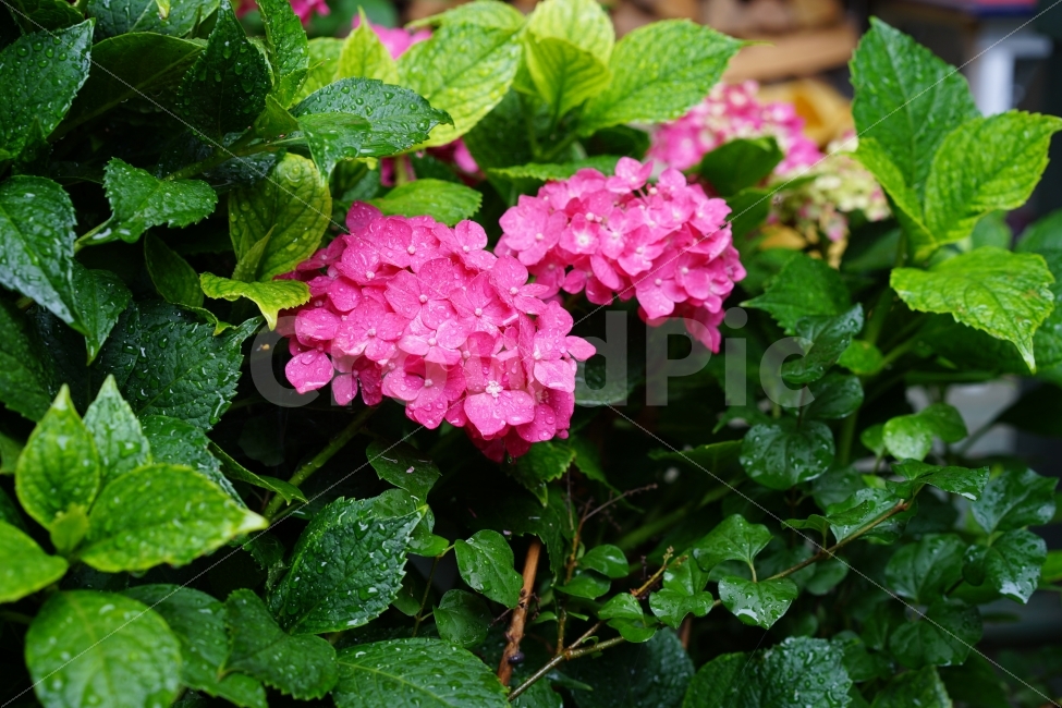 수국,식물,꽃,수국꽃,꽃사진,비맞은꽃,풍경,식물,자연,plants,nature,꽃,flower