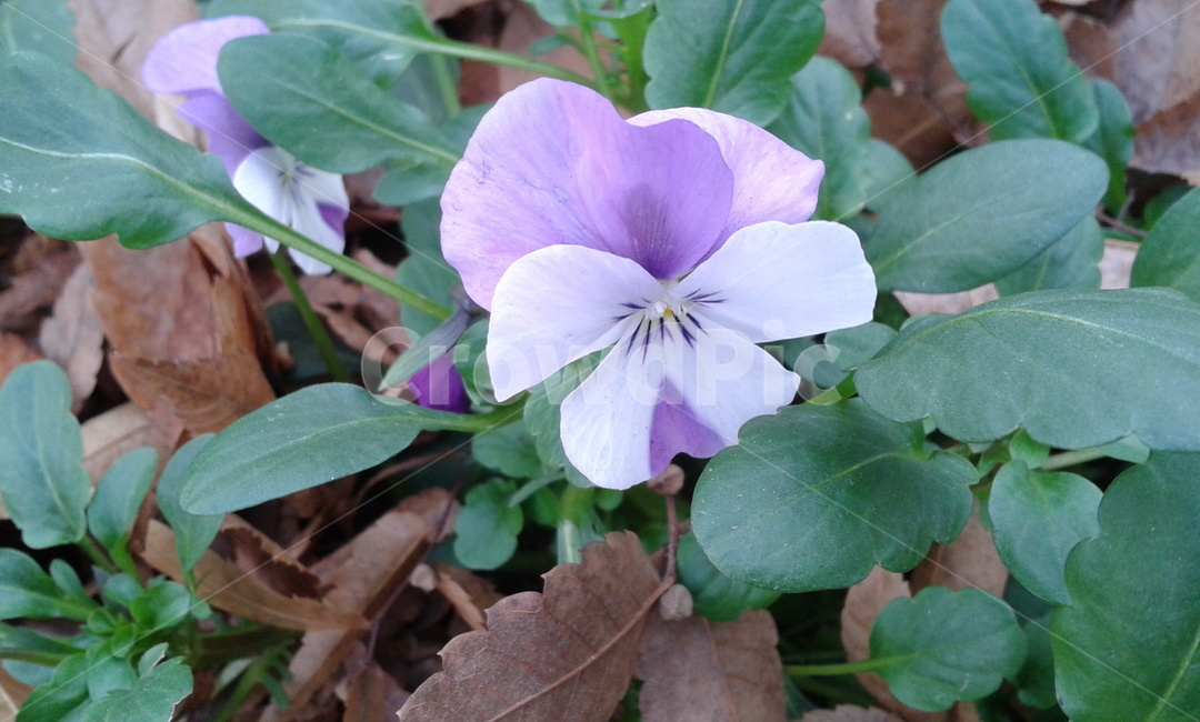 flower,꽃,plant,식물,연보라