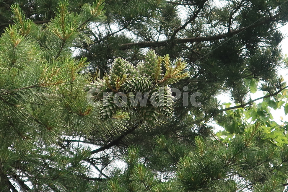 잣송이,가평,홍송,잣,잣나무,잎,피잣,채취,햇,자연산,스트로브,식물,자연,plants,nature,나무,trees,wood