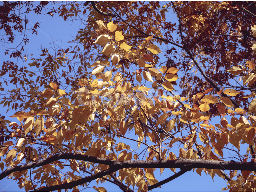 식물,가을,잎,주황색,하늘,plant