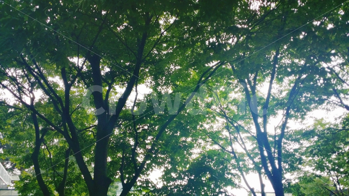 나무,햇빛,자연,초록색,휴양림,안정,tree,rest,휴식,쉼,빛,숲,대자연,나뭇잎,잎,낮,하늘,식물,햇살,자연,풍경,nature,landscape,여름,계절,summer,season,plant,tree trunk,나무 줄기