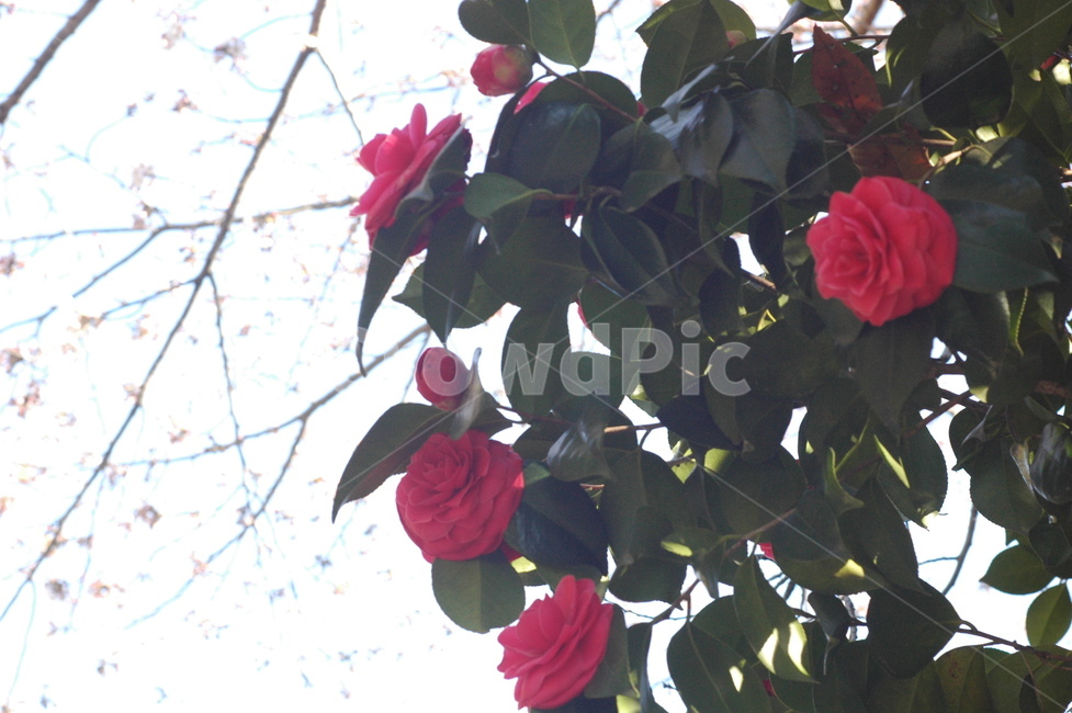 동백,어울림,자연,봄,레드,식물,자연,plants,nature,꽃,flower