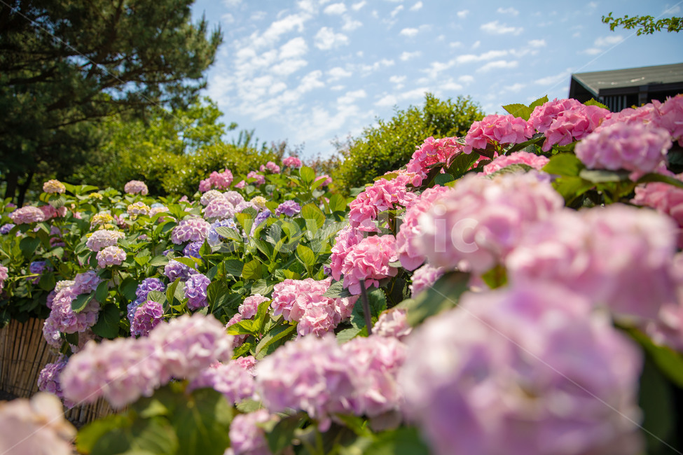 꽃,수국,제주도,제주,수국축제,flower,힐링,아일랜드,섬,jeju
