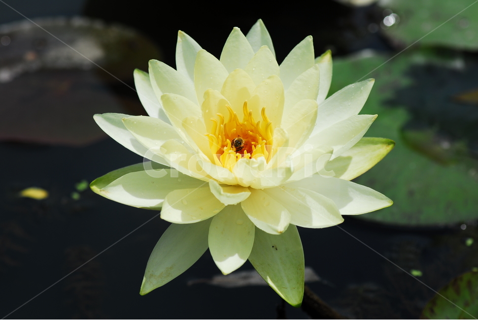 꽃,연꽃,궁남지,불교,여름,식물,자연,plants,nature,꽃,flower