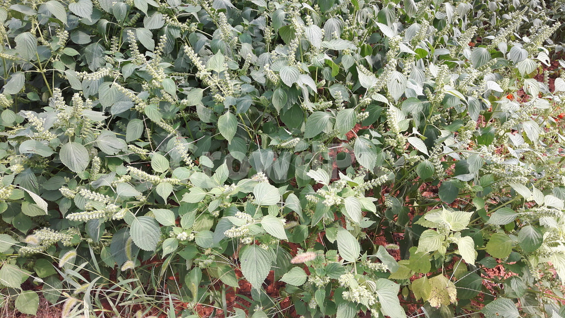 들꺠,들깨꽃,식물,농사,시골,식물,자연,plants,nature