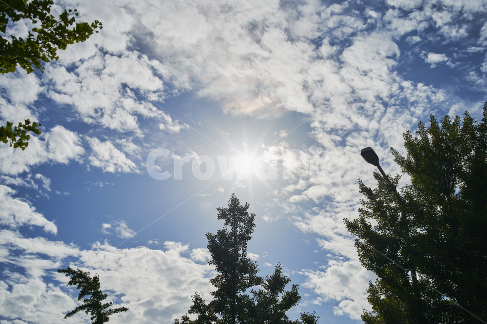 하늘,구름,오후,배경,blue,sky,cloud,자연,풍경,nature,landscape,light,빛,flare,플레어,tree,나무,plant,식물
