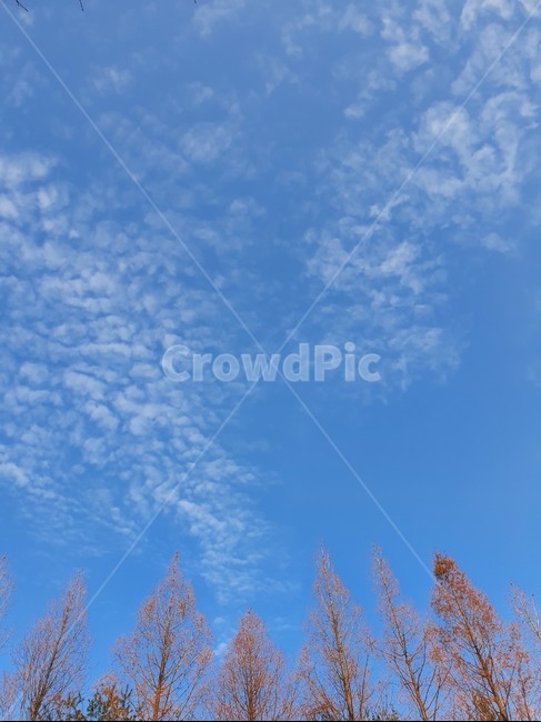 tree,나무,plant,식물,하늘,구름