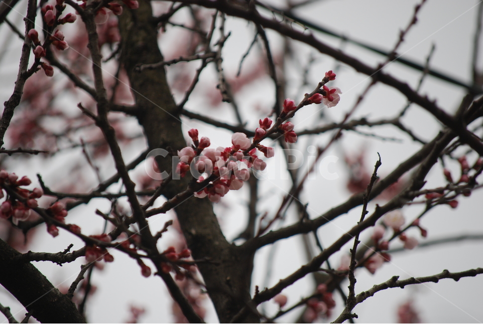 꽃,벚꽃,매화,봄,겨울,봄꽃,겨울꽃,꽃잎,flower,cherryblossom,spring,winter,식물,자연,plants,nature,꽃,flower