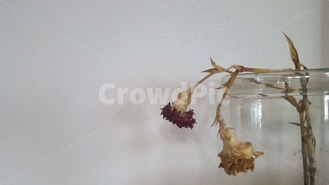 식물,plant,꽃,시든,마른,죽은