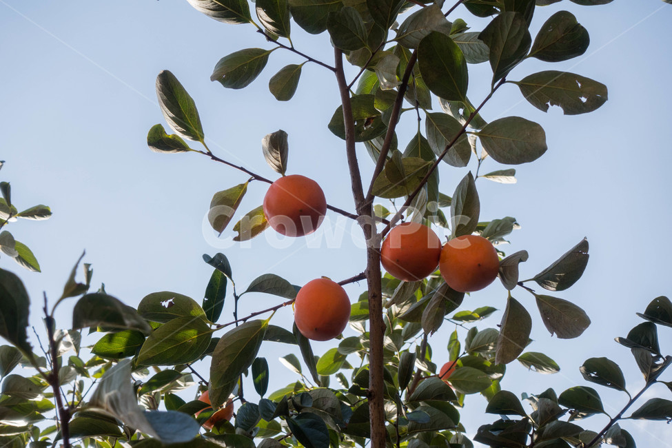 자연,가을,autumn,nature,fruit,과일,citrusfruit,food,plant,식물,주황색,감귤류과일,과일,열매,fruit