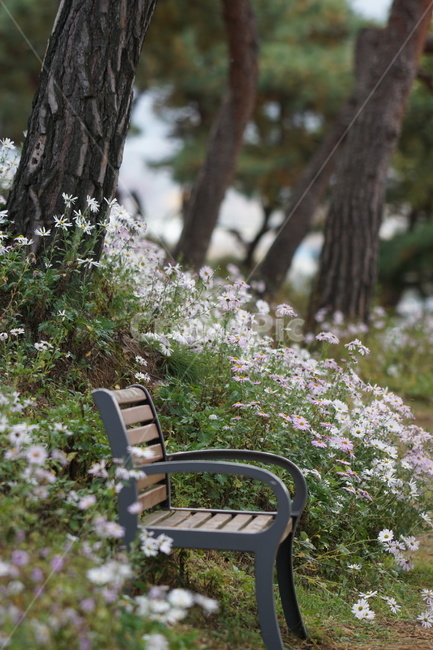 가을,구절초,자연,꽃,식물,쉼터,예쁨,autumn,fall,season,flower,계절,자연풍경,풍경,벤치,빈의자,감성,가을,계절,fall,autumn,season,furniture,가구