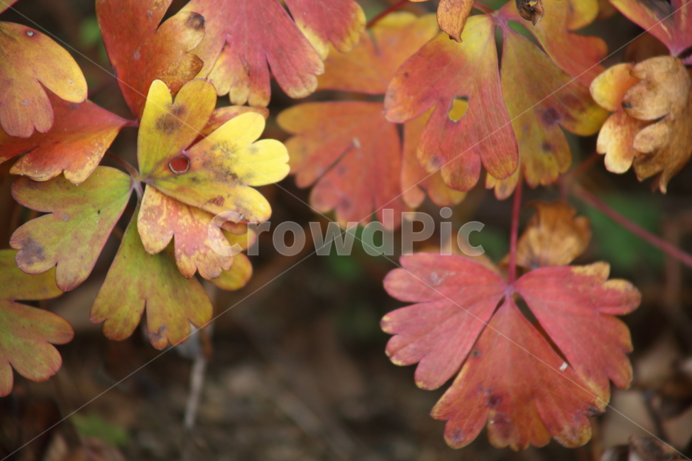 단풍,잎,식물,가을,redleaves,가을,계절,fall,autumn,season,식물,자연,plants,nature,plant,leaf,tree,나무