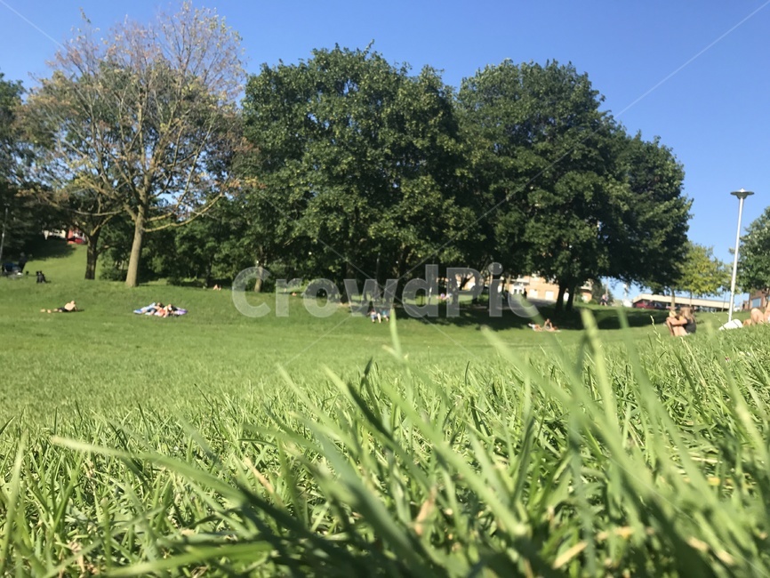 bluesky,grass,peaceful,잔디,하늘,초록,평화,toronto