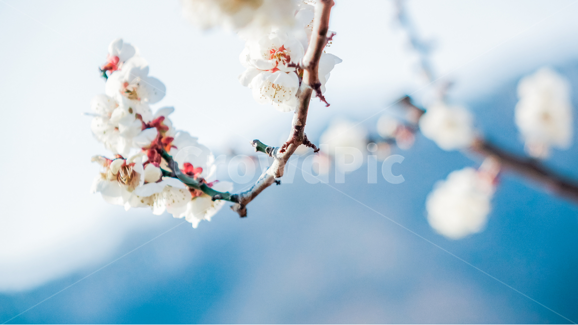plant,식물,매화,매화꽃,꽃,꽃나무,매화나무,매화꽃나무,빛,봄,봄꽃,봄풍경,봄나무,매화축제,flower,blossom,nature,light,spring,식물,자연,plants,nature,꽃,flower