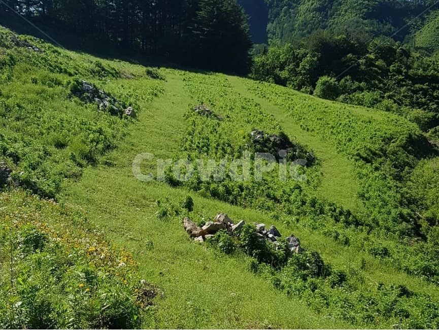 들판,풀,산,정선,강원도,mountain,nature,자연,봄,5월,자연,풍경,nature,landscape,한국자연풍경,한국자연경관,korea nature landscape,outdoors,옥외,field,들,grassland,목초지