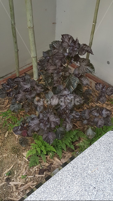 식물,자소엽,차조기,차즈기,소엽,쌍떡잎식물,깻잎,자채,적소,plant,gardening,가드닝