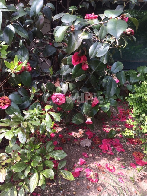 꽃,자연,식물,flower,nature