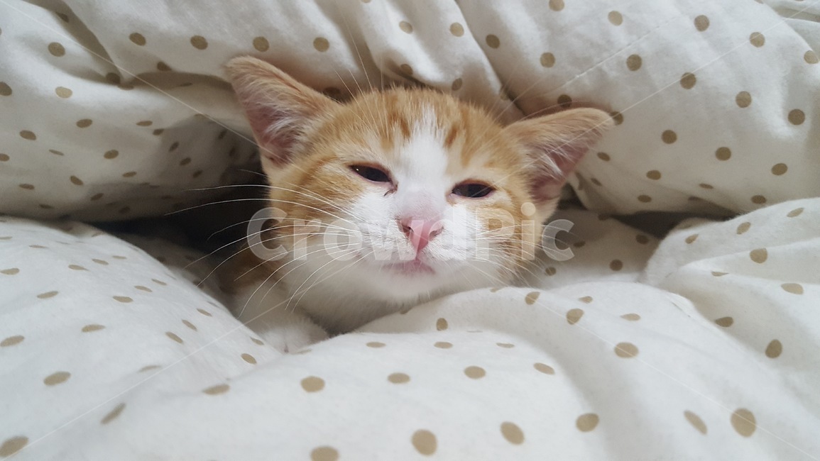 고양이,아깽이,반려동물,동물,귀여운,동물,animal,포유류,mammal,고양이,cat,kitten,kitty