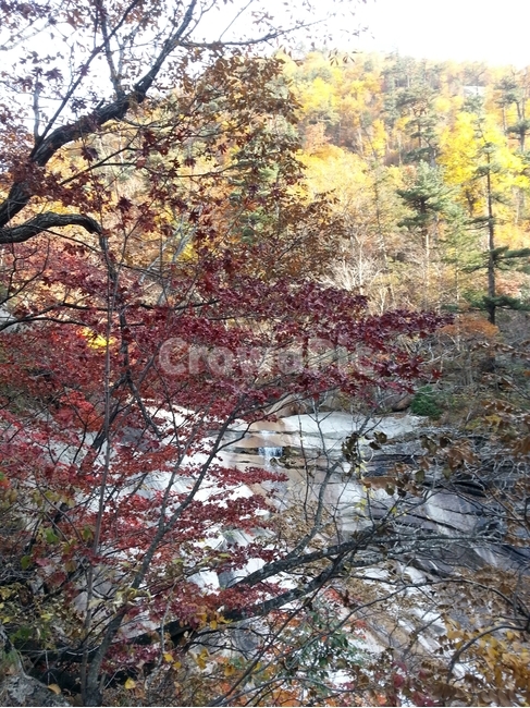 단풍,계곡,나무,식물,잎,tree