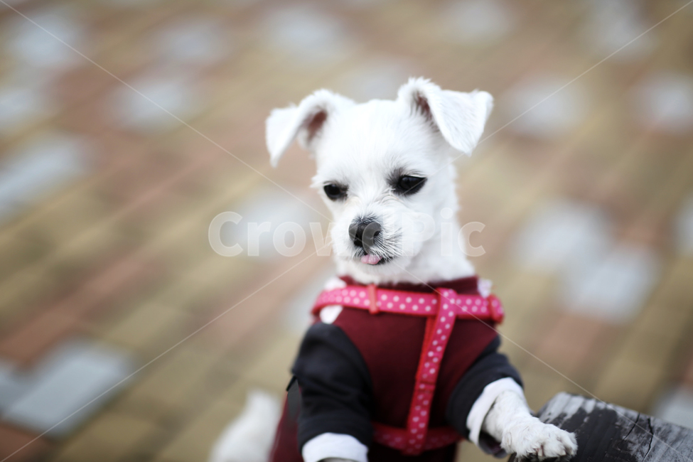 말티즈,애견,애견스냅,메롱,cute,일상,동물,animal,포유류,mammal,개,강아지,dog,doggy