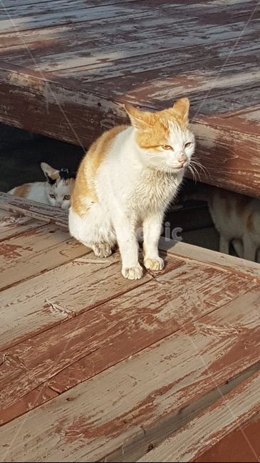 고양이,햇빛,빛,냥이,cat