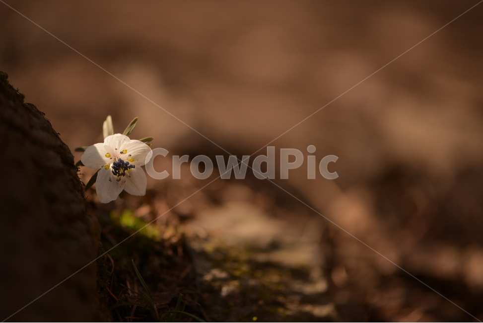 안산,수리산,꽃,변산바람꽃,식물,flower,식물,자연,plants,nature,꽃,flower