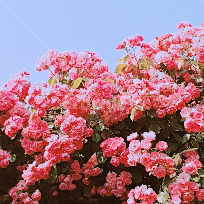 장미,빨간장미,분홍장미,꽃,rose