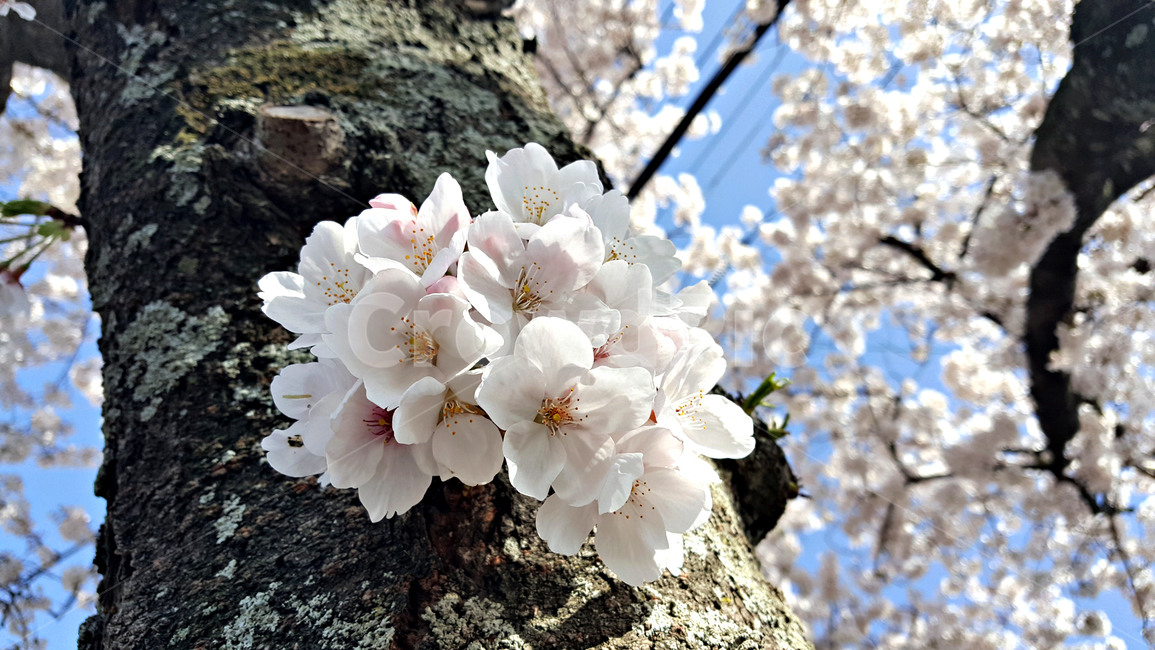 꽃,blossom,cherryblossom,식물,plant,벚꽃,벚나무