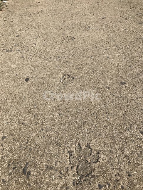 강아지,발자국,바닥,땅,강아지발자국