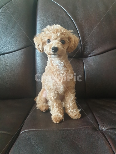 푸들,강아지,animal,베이지,토이푸들,pet,dog,앉은,귀여운,사랑스러운,애완동물,강아지미용