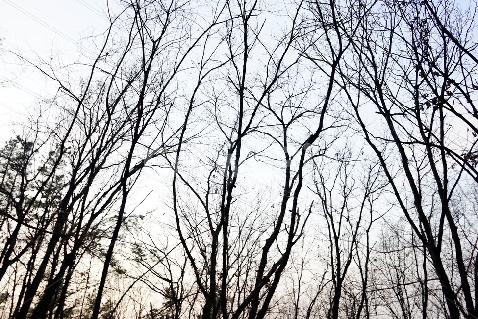 겨울,나무,숲,가지,계절,nature,outdoors,forest,하늘배경,자연,하늘,식물,마른잎,분위기,감성,겨울나무,쓸쓸함,외로움,고요,나뭇가지,풍경,자연,풍경,nature,landscape,식물,plants,나무,trees,wood,tree,plant,vegetation,초목,옥외,land,땅,woodland,삼림지